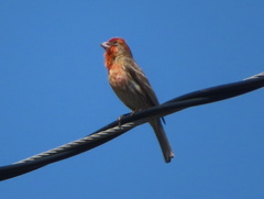 Haemorhous mexicanus