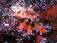 Pterynotus martinetanus