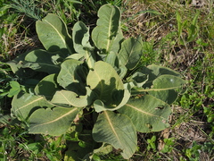 Micantulina stigmatipennis