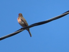 Haemorhous mexicanus