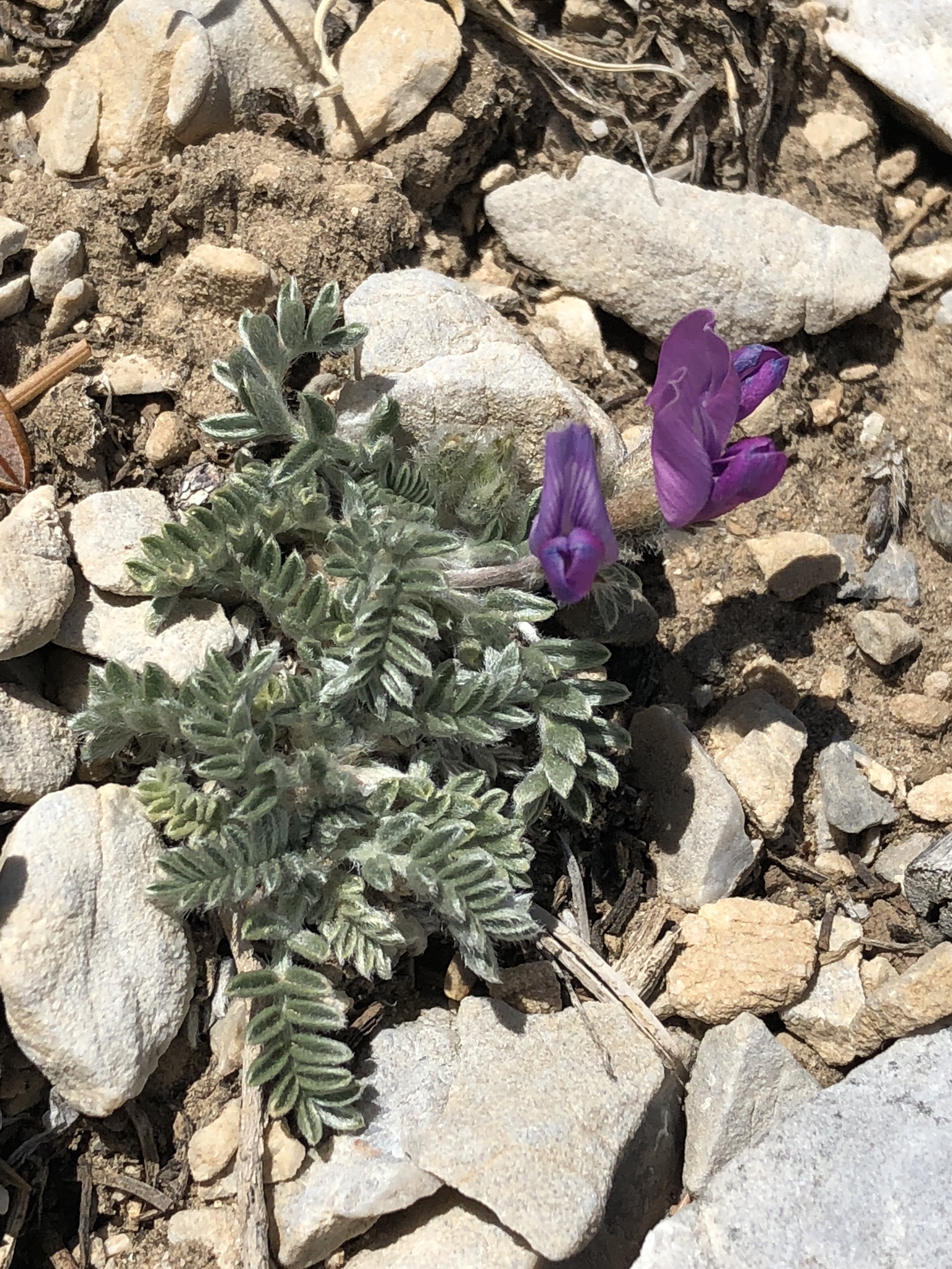 Oxytropis oreophila