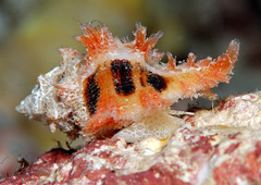 Pterynotus martinetanus