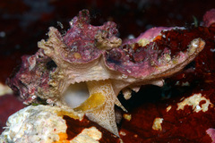 Pterynotus martinetanus