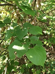 Cercis canadensis