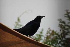 Quiscalus mexicanus