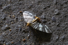 Callabraxas compositata