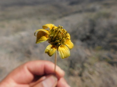 Heliopsis parvifolia