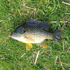 Lepomis gibbosus × cyanellus