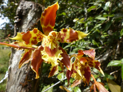 Oncidium sceptrum