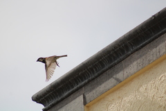 Passer domesticus