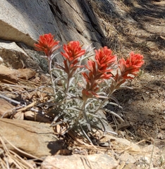 Castilleja lanata