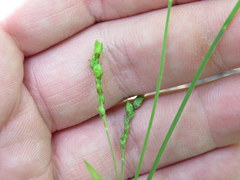 Carex corrugata