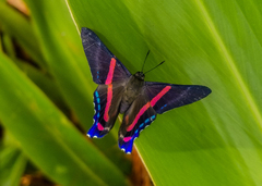 Ancyluris jurgensenii