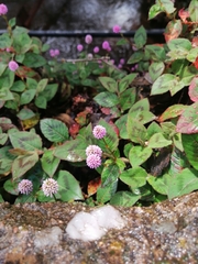 Persicaria capitata