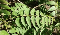 Ailanthus altissima