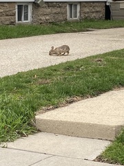 Sylvilagus floridanus