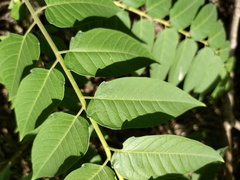 Ailanthus altissima