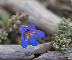 Penstemon thompsoniae