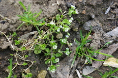 Stellaria media