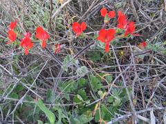 Pelargonium fulgidum