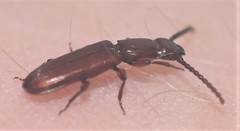 Rhysodidae