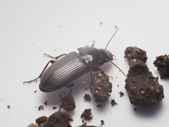 Anisodactylus harrisii