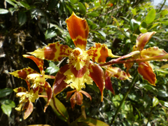 Oncidium sceptrum