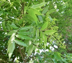 Pistacia chinensis