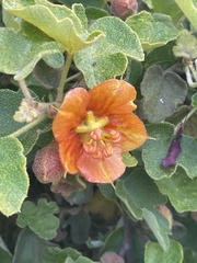 Fremontodendron decumbens