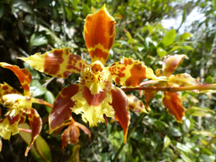 Oncidium sceptrum