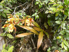 Oncidium sceptrum