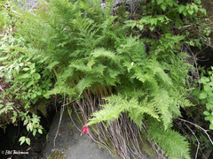 Cryptogramma fumariifolia