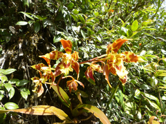 Oncidium sceptrum