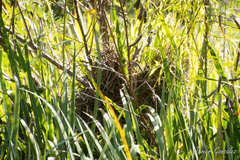 Certhiaxis cinnamomeus