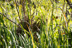 Certhiaxis cinnamomeus