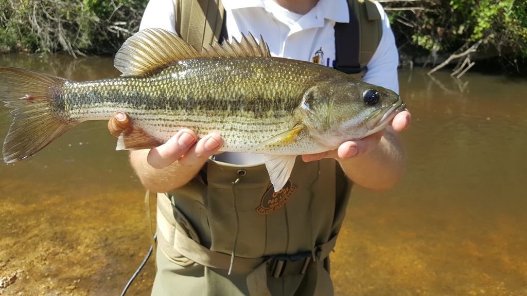 Spotted Bass (Fishes of West Virginia) · iNaturalist