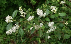 Ligustrum sinense