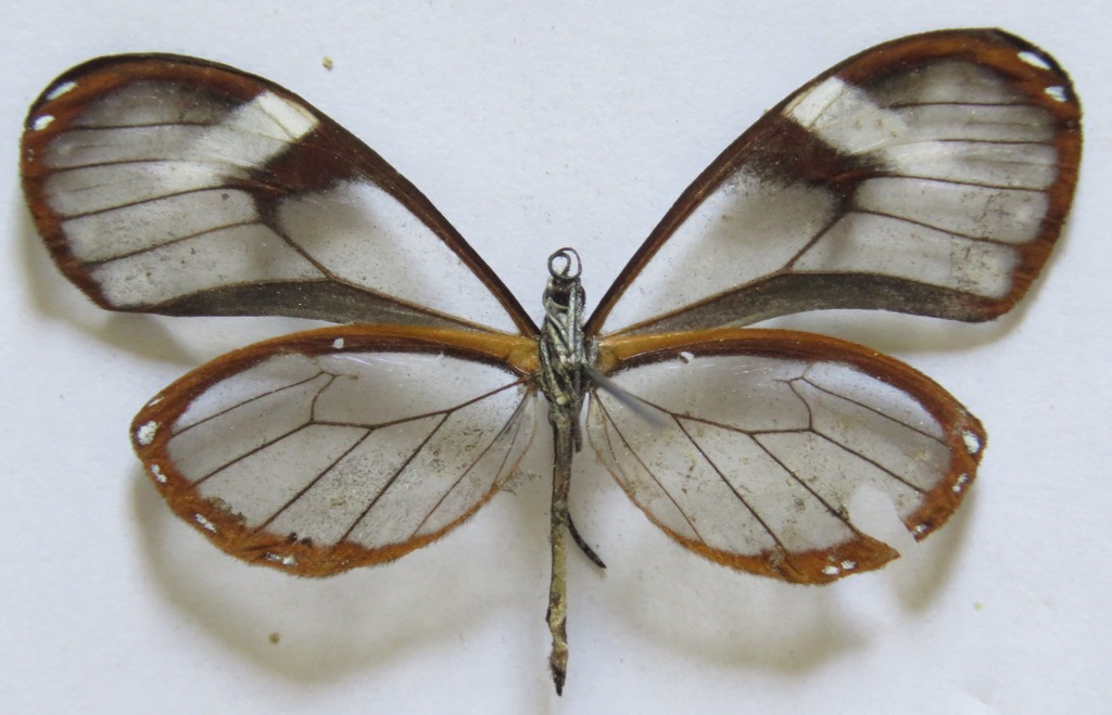 Pteronymia alcmena