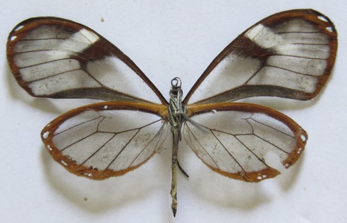Mariposa alas de cristal de Guatemala