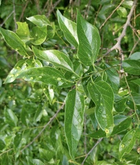 Celtis laevigata