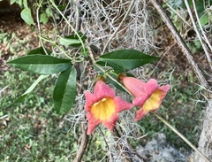 Bignonia capreolata image