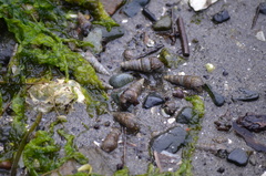 Batillaria attramentaria