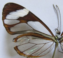 Ithomia patilla