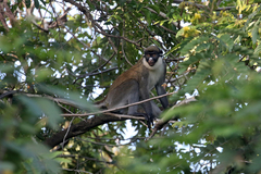 Cercopithecus petaurista