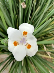 Dietes bicolor