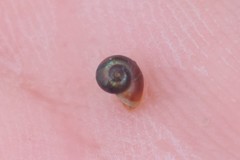 Margarites helicinus