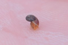 Margarites helicinus