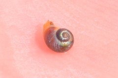 Margarites helicinus