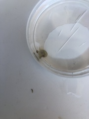 Molgula manhattensis