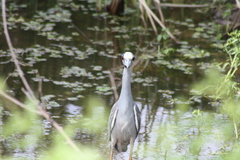 Nyctanassa violacea